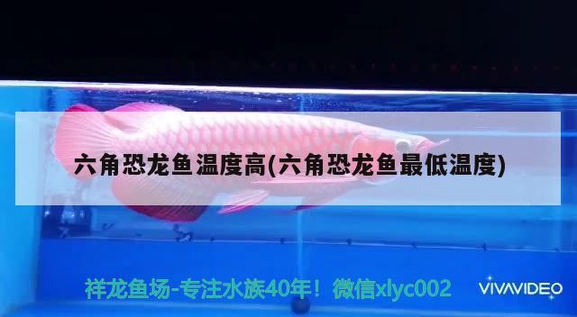 六角恐龍魚溫度高(六角恐龍魚最低溫度) 金龍福龍魚