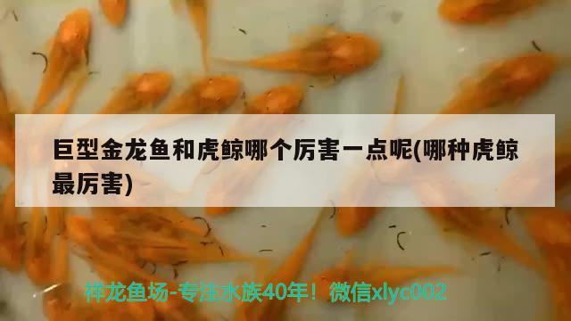 巨型金龍魚和虎鯨哪個(gè)厲害一點(diǎn)呢(哪種虎鯨最厲害) 野彩魚