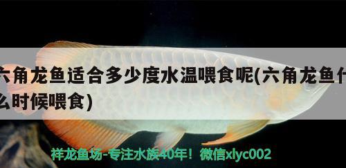 六角龍魚(yú)適合多少度水溫喂食呢(六角龍魚(yú)什么時(shí)候喂食)