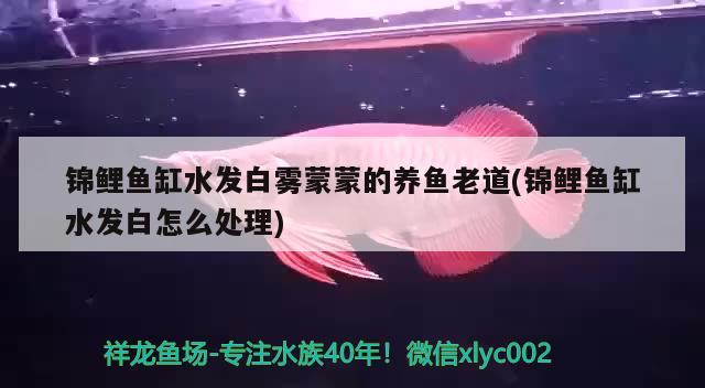 錦鯉魚缸水發(fā)白霧蒙蒙的養(yǎng)魚老道(錦鯉魚缸水發(fā)白怎么處理) 觀賞魚市場