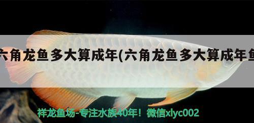 六角龍魚多大算成年(六角龍魚多大算成年魚) 海象魚