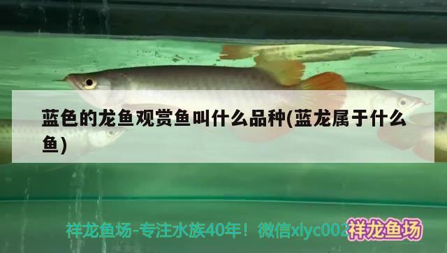 藍(lán)色的龍魚觀賞魚叫什么品種(藍(lán)龍屬于什么魚)