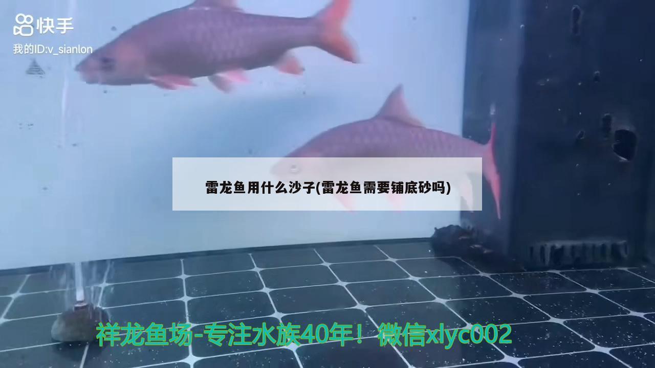 雷龍魚(yú)用什么沙子(雷龍魚(yú)需要鋪底砂嗎) 金老虎魚(yú)