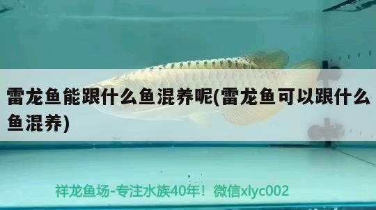 雷龍魚(yú)能跟什么魚(yú)混養(yǎng)呢(雷龍魚(yú)可以跟什么魚(yú)混養(yǎng))