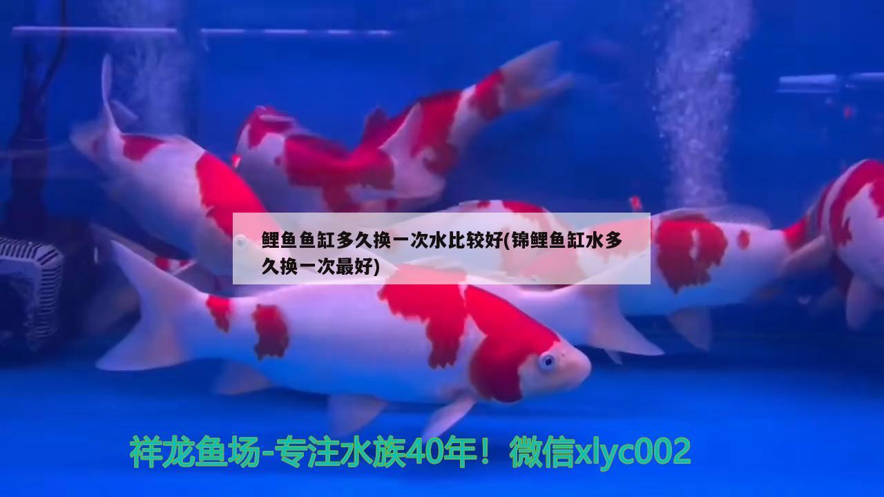 鯉魚魚缸多久換一次水比較好(錦鯉魚缸水多久換一次最好)