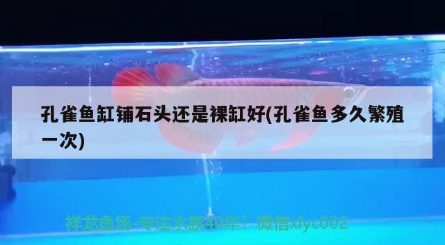 孔雀魚缸鋪石頭還是裸缸好(孔雀魚多久繁殖一次) 海象魚