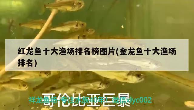 紅龍魚十大漁場(chǎng)排名榜圖片(金龍魚十大漁場(chǎng)排名) 南美異型魚 第2張