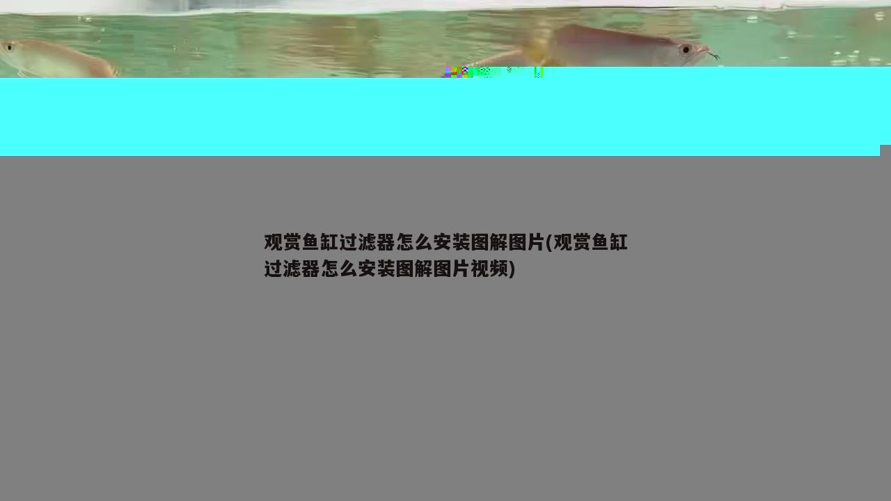 觀賞魚缸過濾器怎么安裝圖解圖片(觀賞魚缸過濾器怎么安裝圖解圖片視頻) 大嘴鯨魚