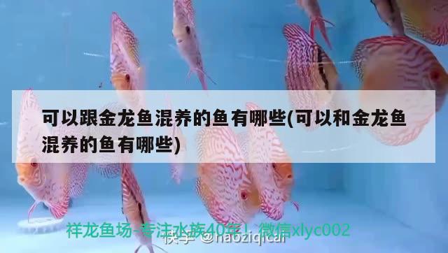 可以跟金龍魚(yú)混養(yǎng)的魚(yú)有哪些(可以和金龍魚(yú)混養(yǎng)的魚(yú)有哪些)