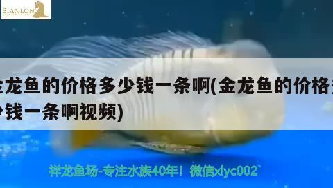 金龍魚的價格多少錢一條啊(金龍魚的價格多少錢一條啊視頻)