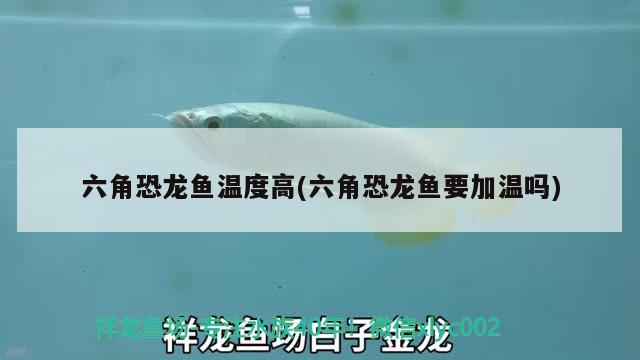 六角恐龍魚溫度高(六角恐龍魚要加溫嗎) 白子紅龍魚