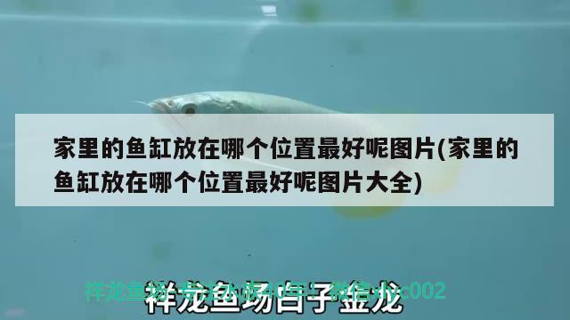 家里的魚(yú)缸放在哪個(gè)位置最好呢圖片(家里的魚(yú)缸放在哪個(gè)位置最好呢圖片大全)