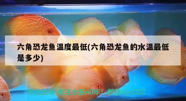 六角恐龍魚溫度最低(六角恐龍魚的水溫最低是多少) 印尼三紋虎