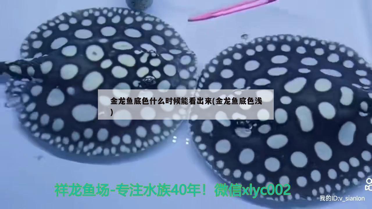 金龍魚(yú)底色什么時(shí)候能看出來(lái)(金龍魚(yú)底色淺) 粗線銀版魚(yú)苗