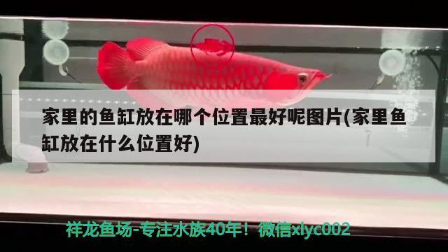 家里的魚缸放在哪個位置最好呢圖片(家里魚缸放在什么位置好) 巴西亞魚