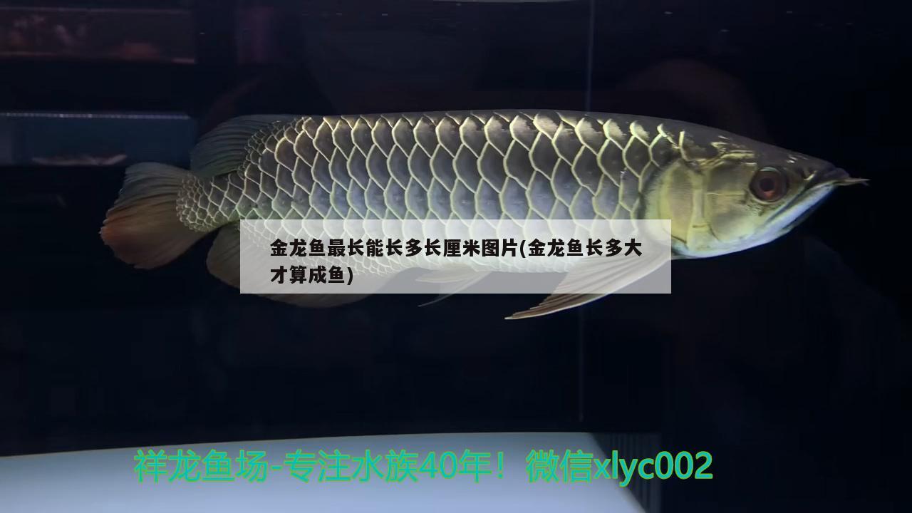 金龍魚最長(zhǎng)能長(zhǎng)多長(zhǎng)厘米圖片(金龍魚長(zhǎng)多大才算成魚) 帝王三間魚