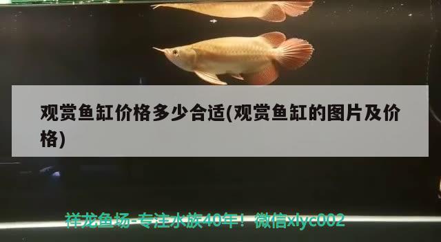 觀賞魚缸價(jià)格多少合適(觀賞魚缸的圖片及價(jià)格)