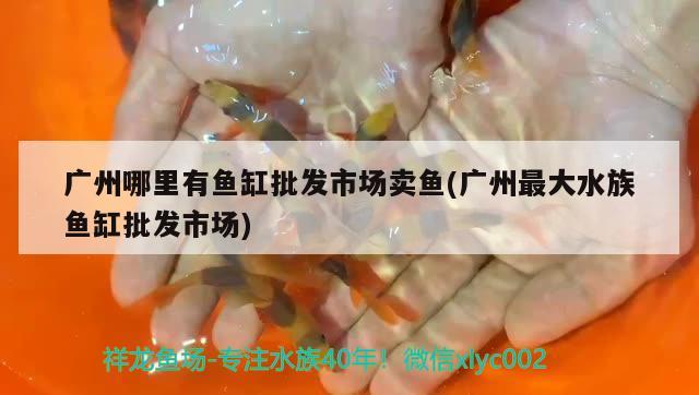 廣州哪里有魚(yú)缸批發(fā)市場(chǎng)賣(mài)魚(yú)(廣州最大水族魚(yú)缸批發(fā)市場(chǎng)) 魚(yú)缸百科