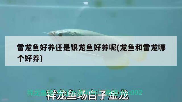 雷龍魚好養(yǎng)還是銀龍魚好養(yǎng)呢(龍魚和雷龍哪個(gè)好養(yǎng))