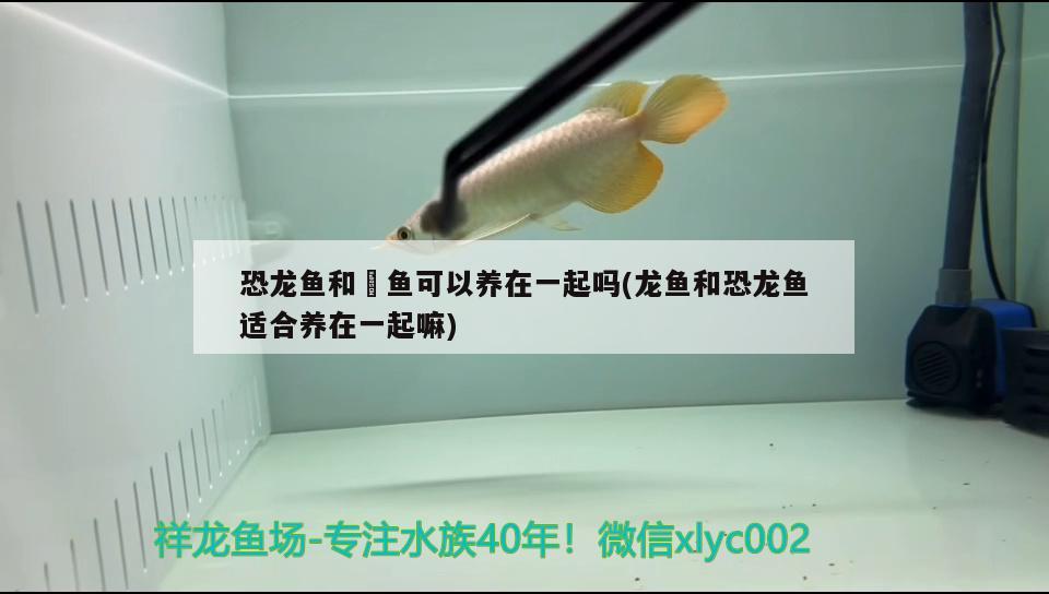 恐龍魚和魟魚可以養(yǎng)在一起嗎(龍魚和恐龍魚適合養(yǎng)在一起嘛)