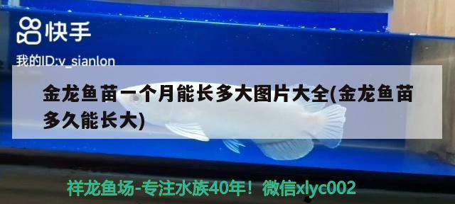 金龍魚(yú)苗一個(gè)月能長(zhǎng)多大圖片大全(金龍魚(yú)苗多久能長(zhǎng)大)