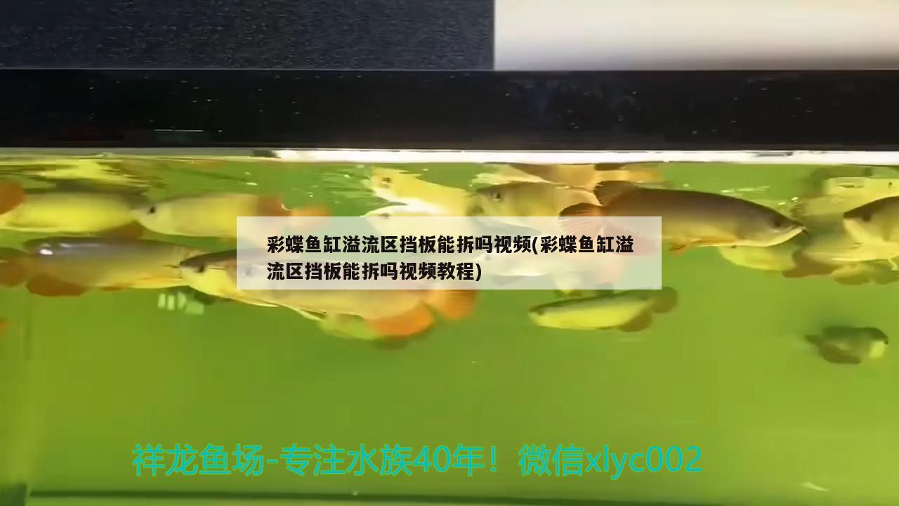 彩蝶魚缸溢流區(qū)擋板能拆嗎視頻(彩蝶魚缸溢流區(qū)擋板能拆嗎視頻教程) 祥禾Super Red紅龍魚