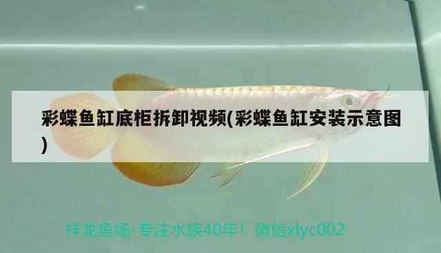 彩蝶魚缸底柜拆卸視頻(彩蝶魚缸安裝示意圖) 水族雜談