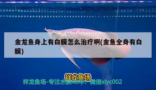 金龍魚身上有白膜怎么治療啊(金魚全身有白膜) 飛鳳魚