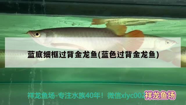 藍(lán)底細(xì)框過背金龍魚(藍(lán)色過背金龍魚)