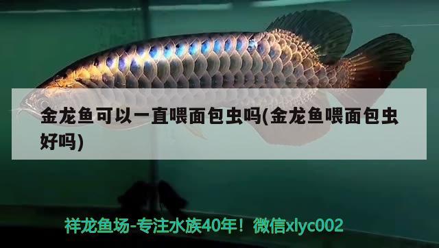 金龍魚可以一直喂面包蟲嗎(金龍魚喂面包蟲好嗎)