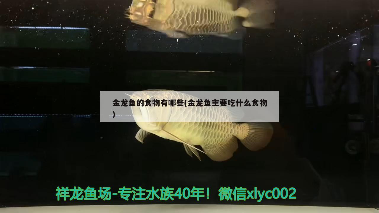 金龍魚的食物有哪些(金龍魚主要吃什么食物)