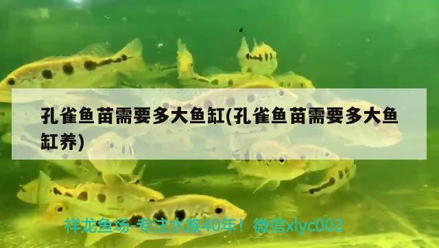 孔雀魚苗需要多大魚缸(孔雀魚苗需要多大魚缸養(yǎng))