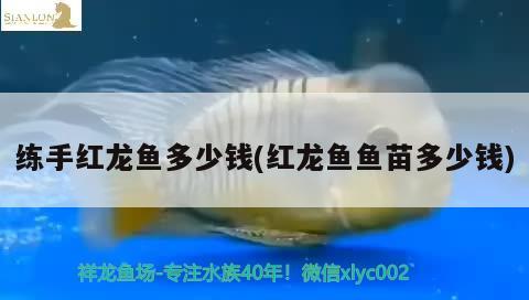 練手紅龍魚多少錢(紅龍魚魚苗多少錢) 新加坡號半紅龍魚（練手級紅龍魚）