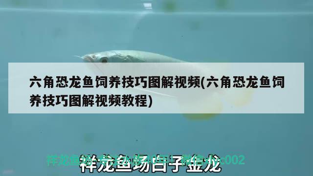 六角恐龍魚(yú)飼養(yǎng)技巧圖解視頻(六角恐龍魚(yú)飼養(yǎng)技巧圖解視頻教程)