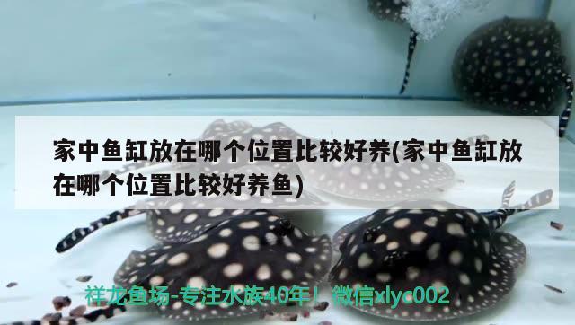 家中魚缸放在哪個位置比較好養(yǎng)(家中魚缸放在哪個位置比較好養(yǎng)魚) 羽毛刀魚苗