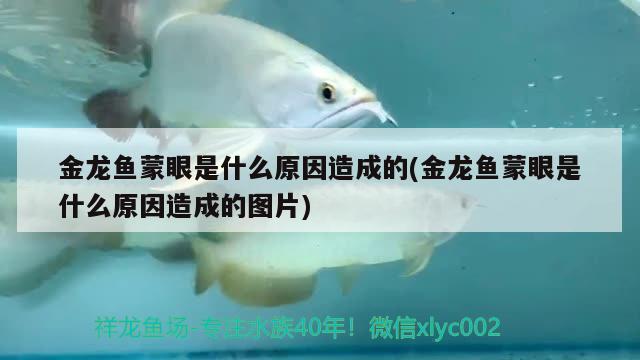 金龍魚蒙眼是什么原因造成的(金龍魚蒙眼是什么原因造成的圖片)