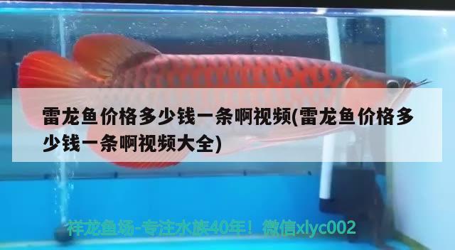 雷龍魚價(jià)格多少錢一條啊視頻(雷龍魚價(jià)格多少錢一條啊視頻大全) 紅龍魚百科