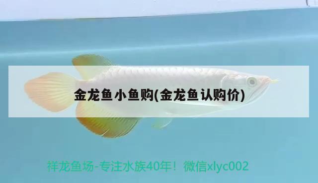 金龍魚小魚購(金龍魚認購價) 名貴錦鯉魚