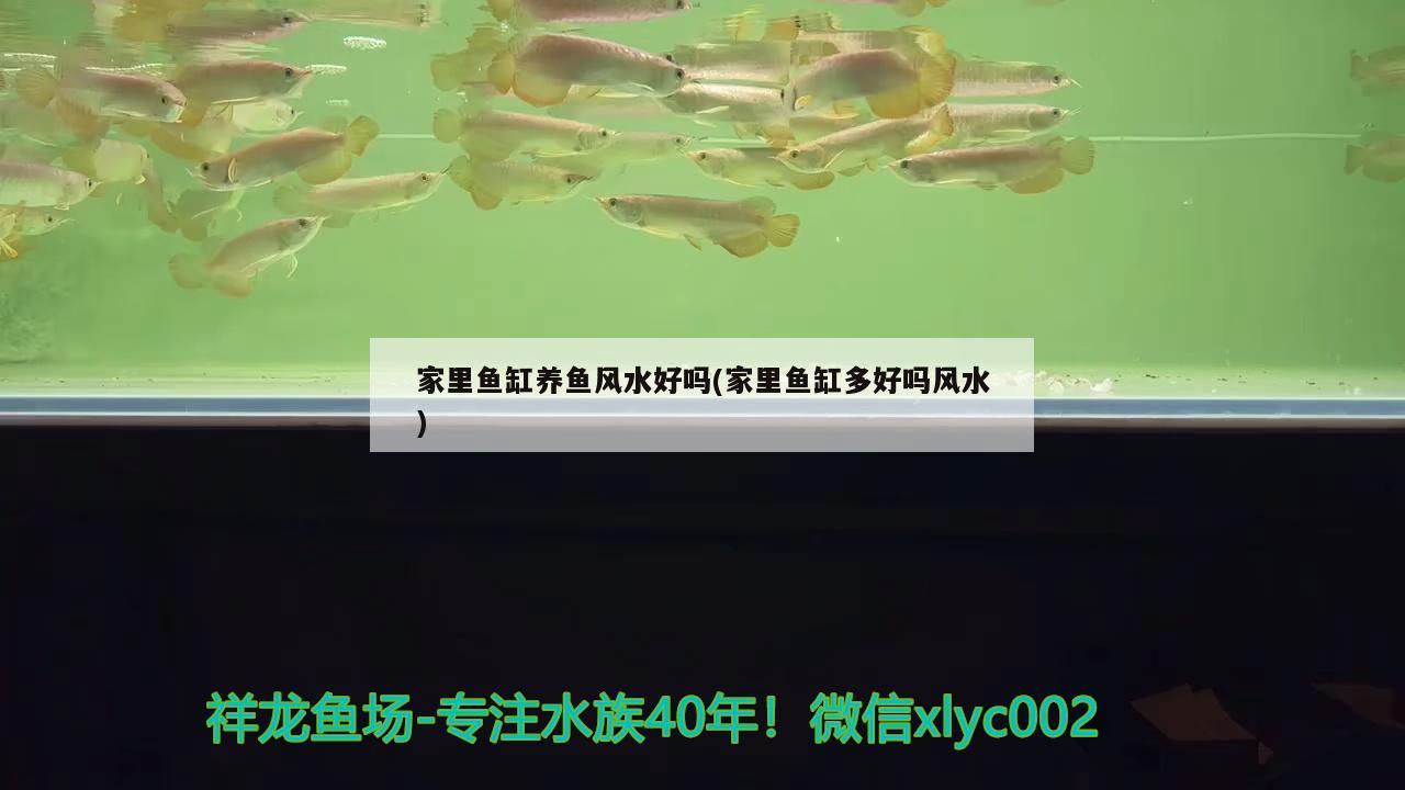 家里魚(yú)缸養(yǎng)魚(yú)風(fēng)水好嗎(家里魚(yú)缸多好嗎風(fēng)水) 魚(yú)缸風(fēng)水