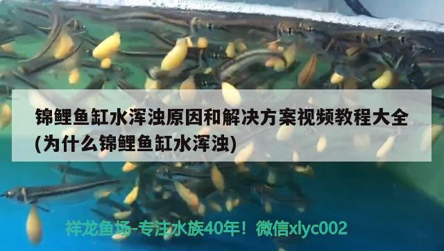 錦鯉魚缸水渾濁原因和解決方案視頻教程大全(為什么錦鯉魚缸水渾濁) 奈及利亞紅圓點狗頭 第2張