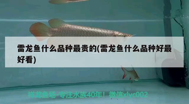 雷龍魚什么品種最貴的(雷龍魚什么品種好最好看) 月光鴨嘴魚苗