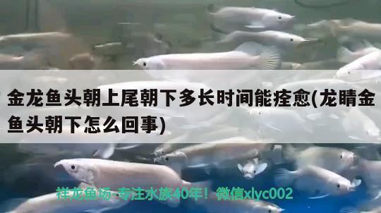 金龍魚頭朝上尾朝下多長(zhǎng)時(shí)間能痊愈(龍睛金魚頭朝下怎么回事)