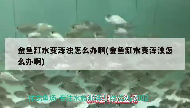 金魚缸水變渾濁怎么辦啊(金魚缸水變渾濁怎么辦啊) 祥龍進口元寶鳳凰魚