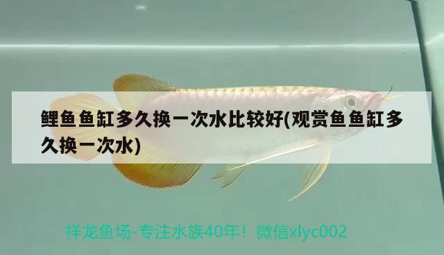 鯉魚魚缸多久換一次水比較好(觀賞魚魚缸多久換一次水)