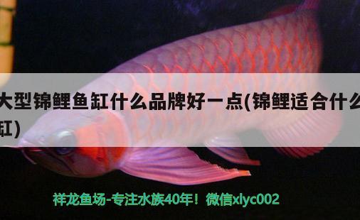 大型錦鯉魚缸什么品牌好一點(錦鯉適合什么缸)