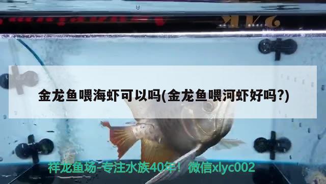 金龍魚喂海蝦可以嗎(金龍魚喂河蝦好嗎?) 廣州祥龍國際水族貿(mào)易