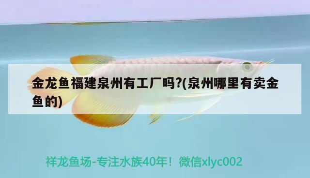 金龍魚(yú)福建泉州有工廠嗎?(泉州哪里有賣(mài)金魚(yú)的) 泰龐海鰱魚(yú)