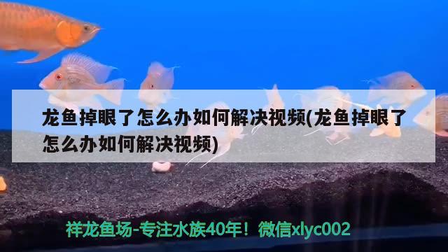 龍魚掉眼了怎么辦如何解決視頻(龍魚掉眼了怎么辦如何解決視頻) 廣州水族批發(fā)市場