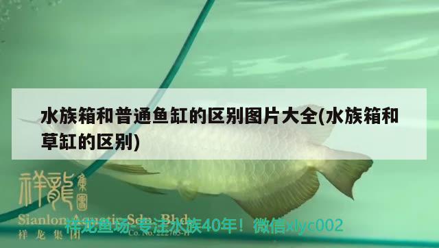 水族箱和普通魚缸的區(qū)別圖片大全(水族箱和草缸的區(qū)別) 魚缸/水族箱 第2張