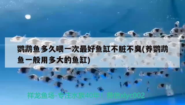 鸚鵡魚(yú)多久喂一次最好魚(yú)缸不臟不臭(養(yǎng)鸚鵡魚(yú)一般用多大的魚(yú)缸) 鸚鵡魚(yú)